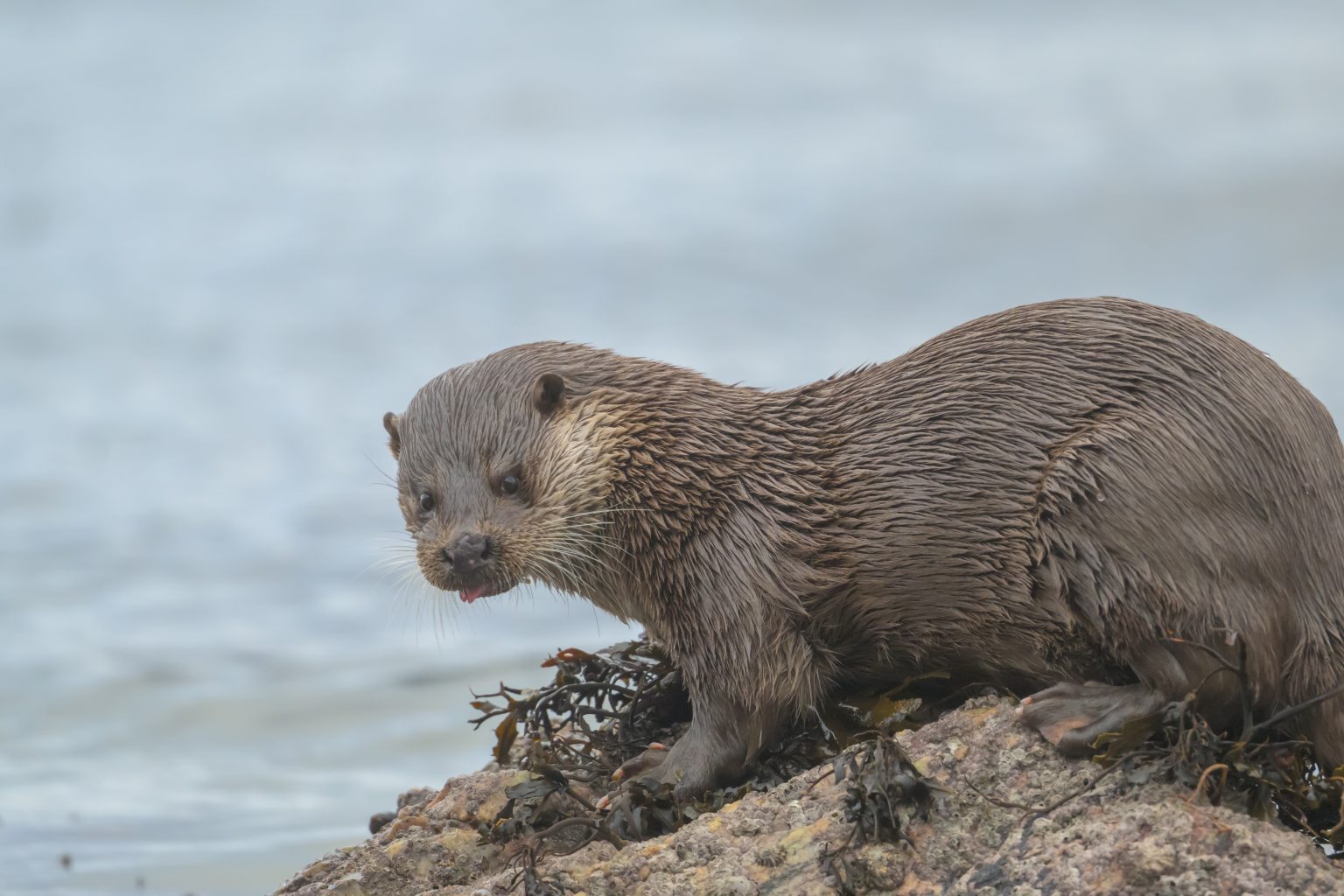 20260116 Kingairloch-01