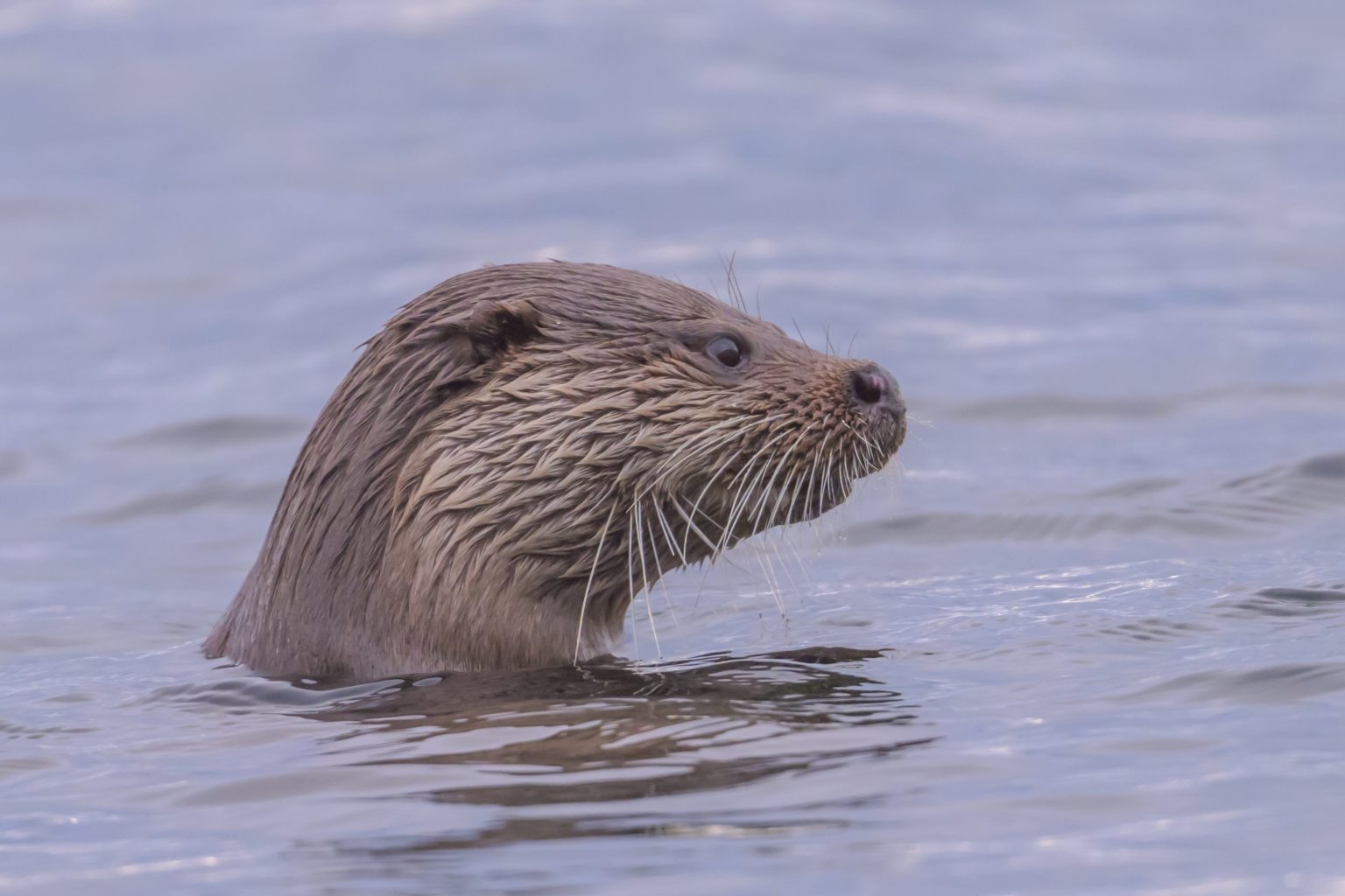 20260116 Kingairloch-08