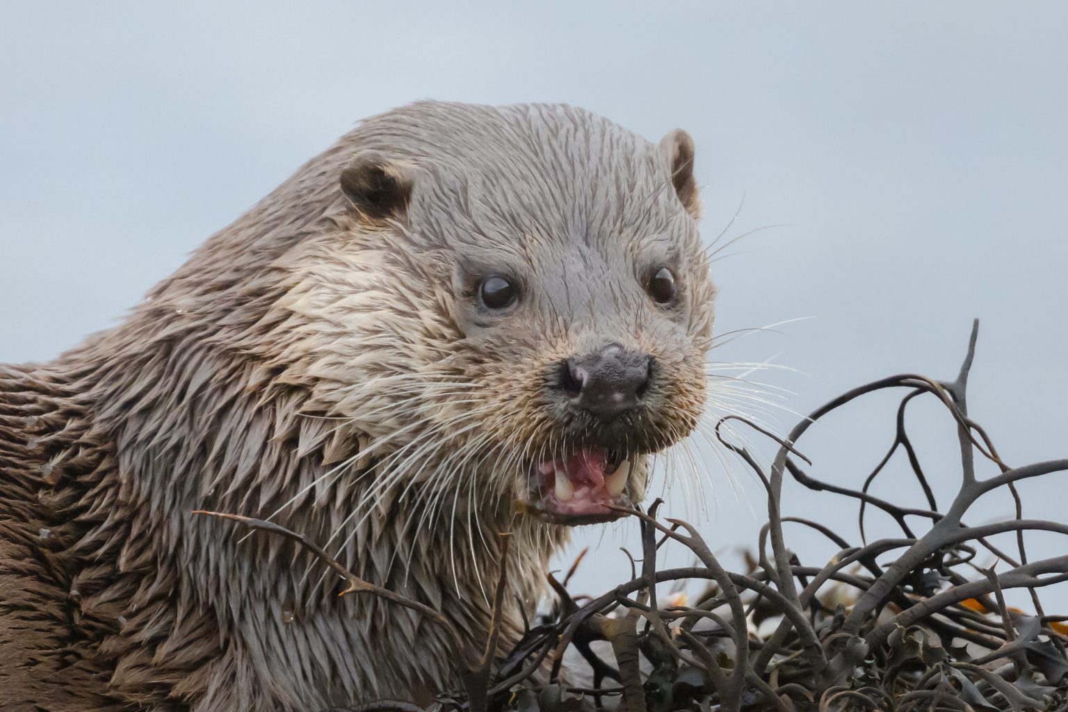 Kingairloch 190126-2