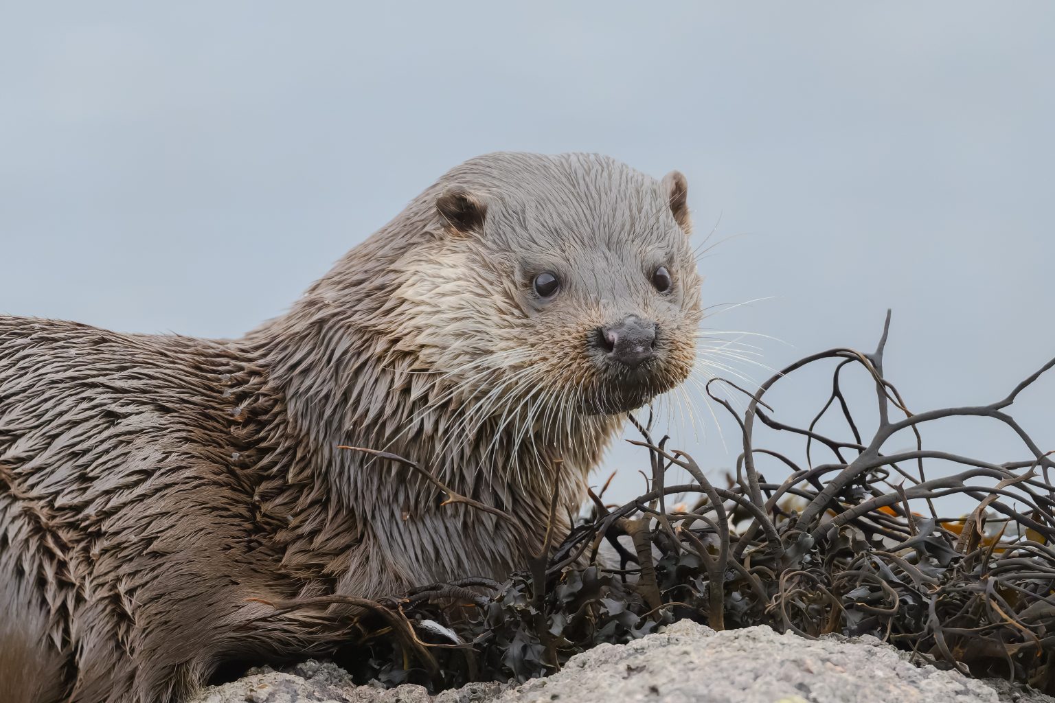 Kingairloch 190126-4