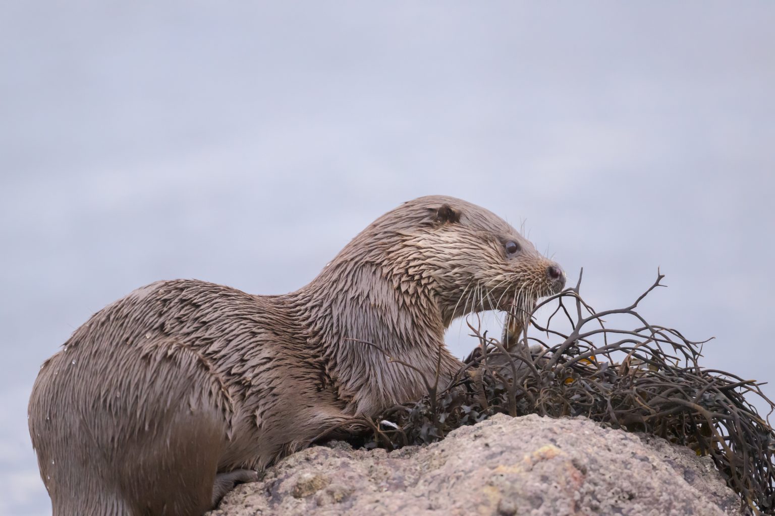 20260116 Kingairloch-03