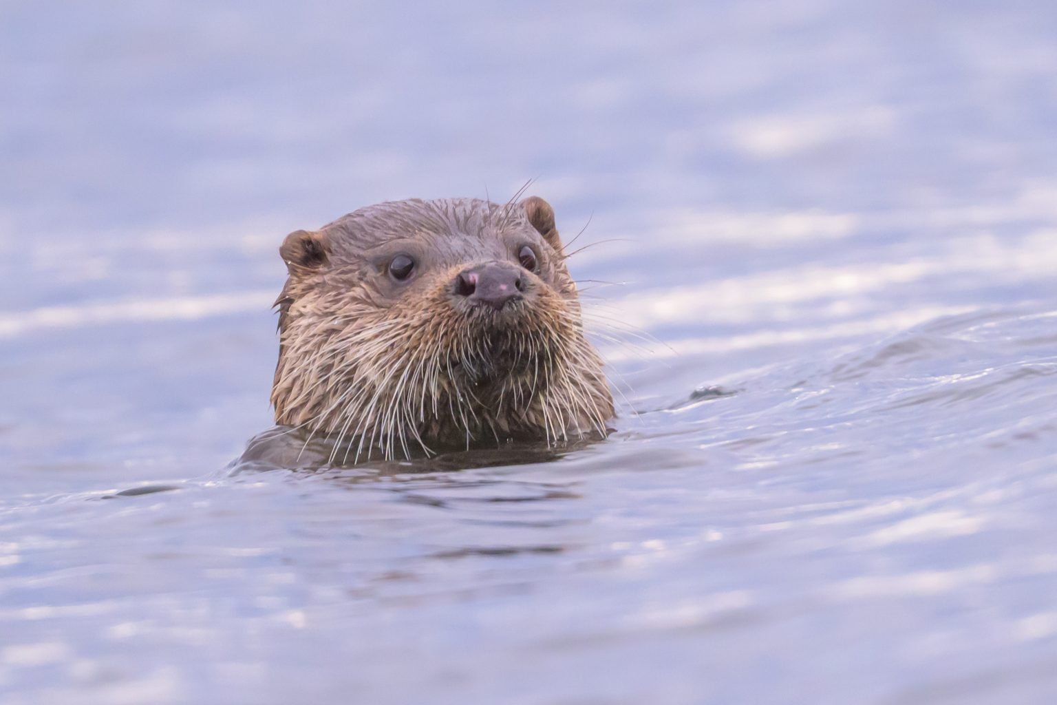 20260116 Kingairloch-06