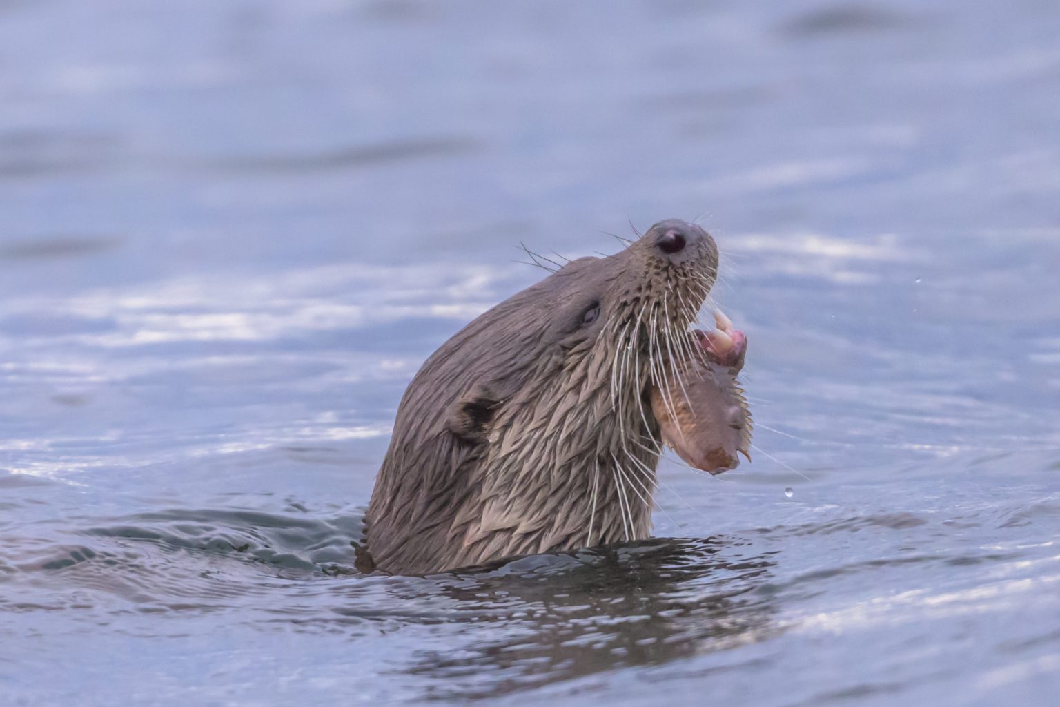 20260116 Kingairloch-10