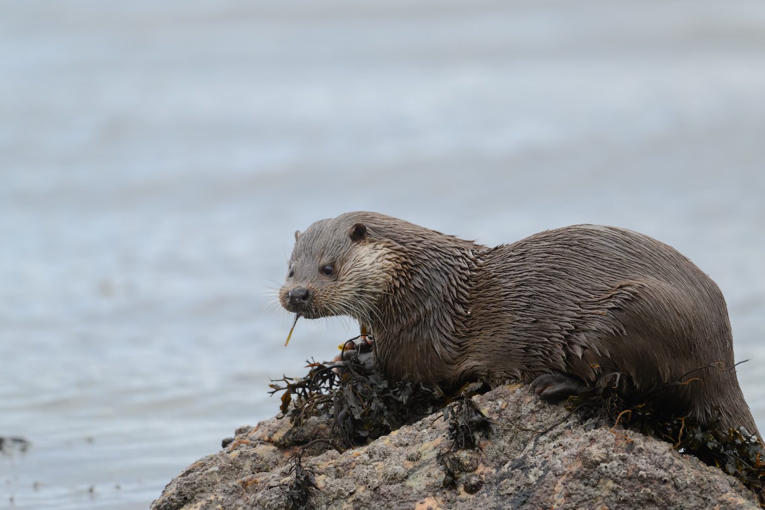 Kingairloch 190126-1